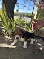 Max, a male Beagle for sale in Granger, WA – Photo 5 of 5