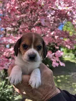 Max, a male Beagle for sale in Granger, WA – Photo 1 of 5