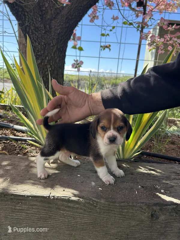 Max – Beagle puppy on hold in Granger, WA