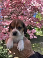 Max, a male Beagle for sale in Granger, WA – Photo 4 of 5