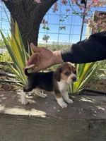Max, a male Beagle for sale in Granger, WA – Photo 3 of 5