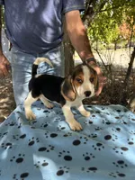 Huck, a male Beagle for sale in Granger, WA – 6 of 7