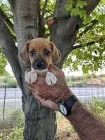 Jazzy, a female Fox Terrier and Beagle for sale in Granger, WA – 3 of 6