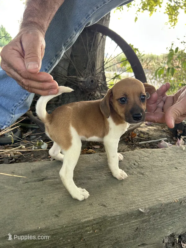 Jazzy – Fox Terrier, Beagle puppy for sale in Granger, WA