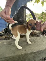 Jazzy, a female Fox Terrier and Beagle for sale in Granger, WA – 1 of 6