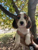 Huck, a male Beagle for sale in Granger, WA – 3 of 7