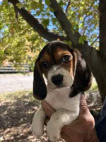 Waylon, a male Beagle for sale in Granger, WA – 3 of 5