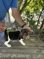 Merle, a female Beagle for sale in Granger, WA – 4 of 5