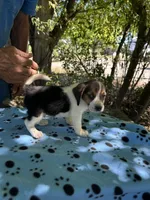 Duke, a male Beagle for sale in Granger, WA – 2 of 4