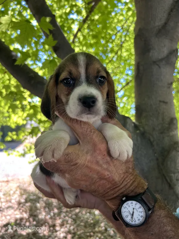 Copper – Beagle puppy for sale in Granger, WA