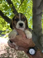 Copper, a male Beagle for sale in Granger, WA – 1 of 5