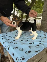 Hank, a male Beagle for sale in Granger, WA – 4 of 5