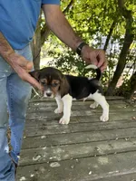 Merle, a female Beagle for sale in Granger, WA – 2 of 5