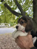 Duke, a male Beagle for sale in Granger, WA – 4 of 5