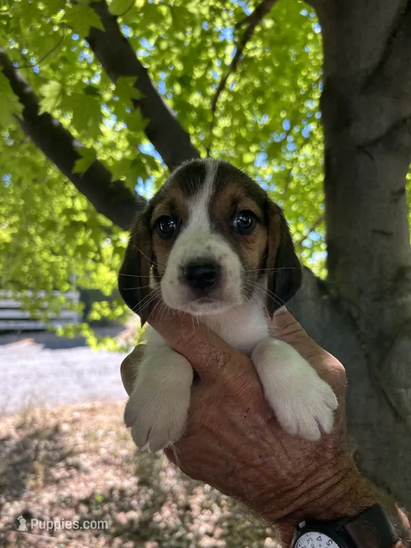Duke – Beagle puppy for sale in Granger, WA