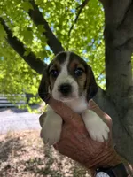 Duke, a male Beagle for sale in Granger, WA – 4 of 4