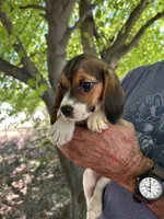 Rosie, a female Beagle for sale in Granger, WA – 6 of 6