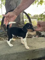 Jewels, a female Fox Terrier and Beagle for sale in Granger, WA – 5 of 5