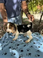 Huck, a male Beagle for sale in Granger, WA – 4 of 7