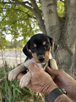 Jewels, a female Fox Terrier and Beagle for sale in Granger, WA – 3 of 5