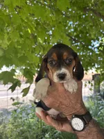 Darla, a female Beagle for sale in Granger, WA – 4 of 5