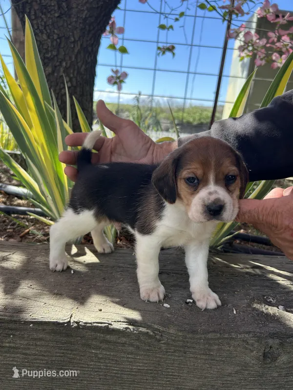 Graham – Beagle puppy on hold in Granger, WA