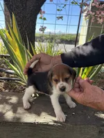 Graham, a male Beagle for sale in Granger, WA – Photo 2 of 5