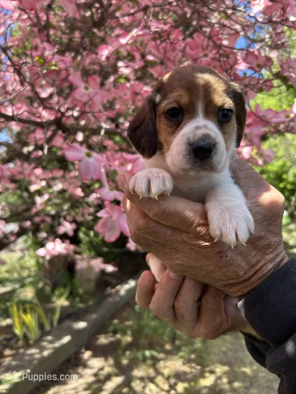 Graham – Beagle puppy for sale in Granger, WA