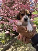 Graham, a male Beagle for sale in Granger, WA – Photo 1 of 5