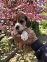 Graham, a male Beagle for sale in Granger, WA – Photo 5 of 5