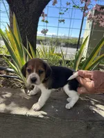 Graham, a male Beagle for sale in Granger, WA – Photo 4 of 5