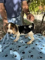Huck, a male Beagle for sale in Granger, WA – 5 of 7