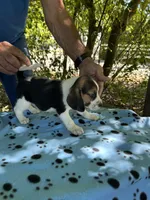 Dan, a male Beagle for sale in Granger, WA – 3 of 4