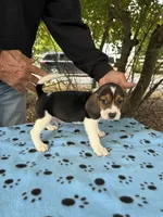 Duke, a male Beagle for sale in Granger, WA – 2 of 5