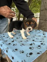 Hank, a male Beagle for sale in Granger, WA – 2 of 5