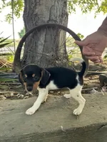 Jewels, a female Fox Terrier and Beagle for sale in Granger, WA – 2 of 5