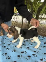 Duke, a male Beagle for sale in Granger, WA – 3 of 5