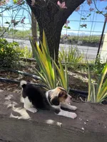 Lily, a female Beagle for sale in Granger, WA – Photo 3 of 5