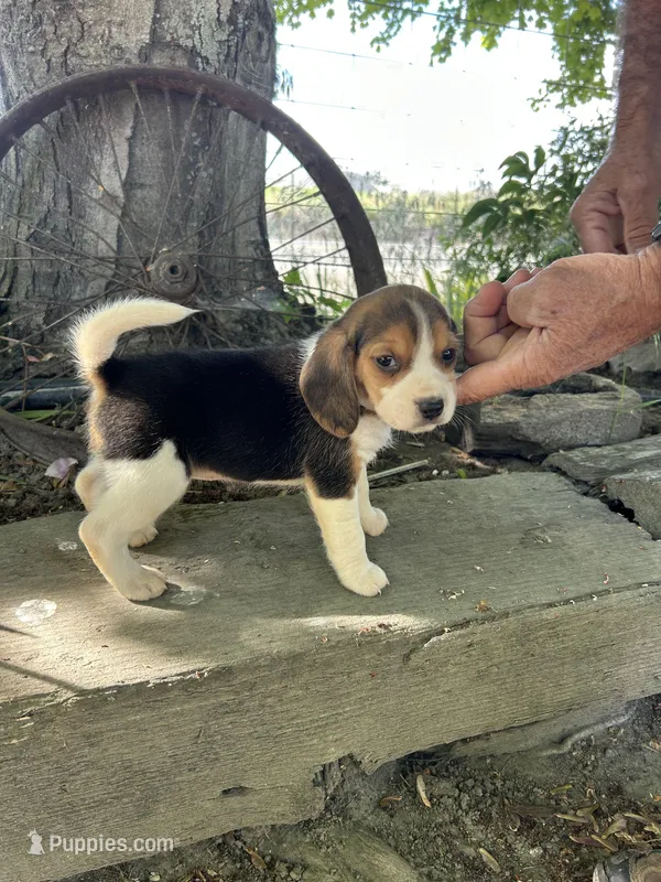 Lily – Beagle puppy for sale in Granger, WA