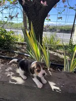 Lily, a female Beagle for sale in Granger, WA – Photo 2 of 5