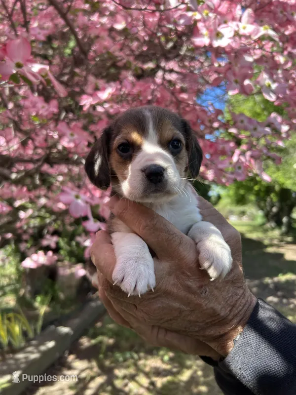 Lily – Beagle puppy for sale in Granger, WA