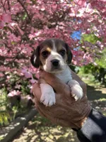 Lily, a female Beagle for sale in Granger, WA – Photo 1 of 5