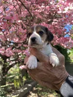 Lily, a female Beagle for sale in Granger, WA – Photo 5 of 5