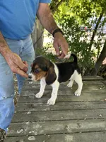 Darla, a female Beagle for sale in Granger, WA – 3 of 5