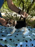 Copper, a male Beagle for sale in Granger, WA – 5 of 5
