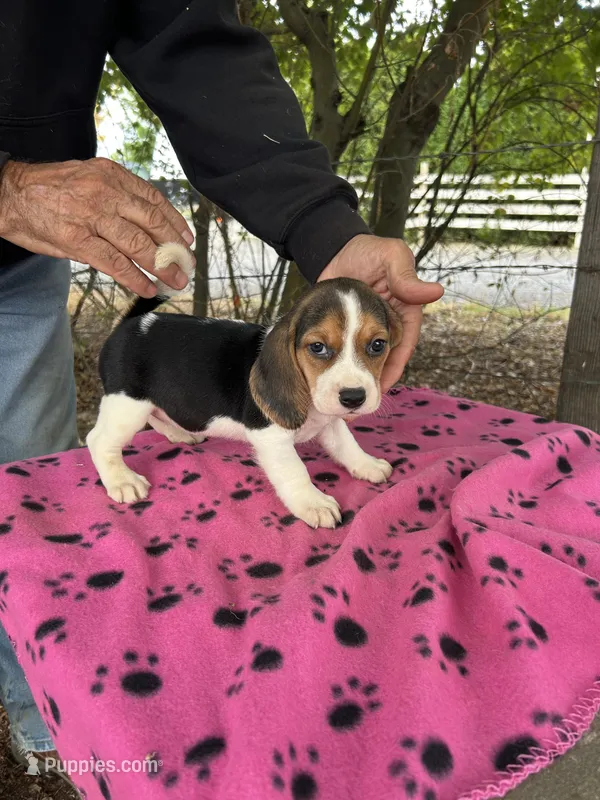 Dolly – Beagle puppy for sale in Granger, WA