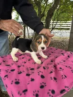 Dolly, a female Beagle for sale in Granger, WA – 1 of 5