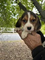 Dolly, a female Beagle for sale in Granger, WA – 3 of 5