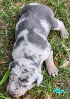 Mia, a female Catahoula Leopard Dog for sale in Moran, MI – 10 of 10