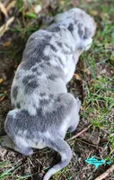 Atlas, a male Catahoula Leopard Dog for sale in Moran, MI – 10 of 10